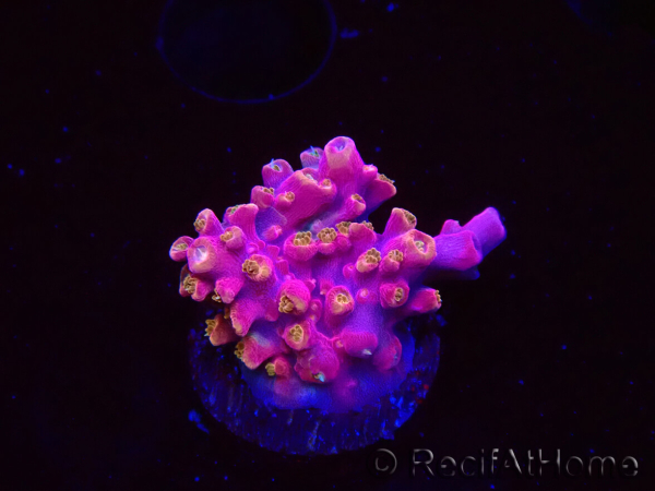 WYSIWYG RAH Acropora Stained Glass 5R