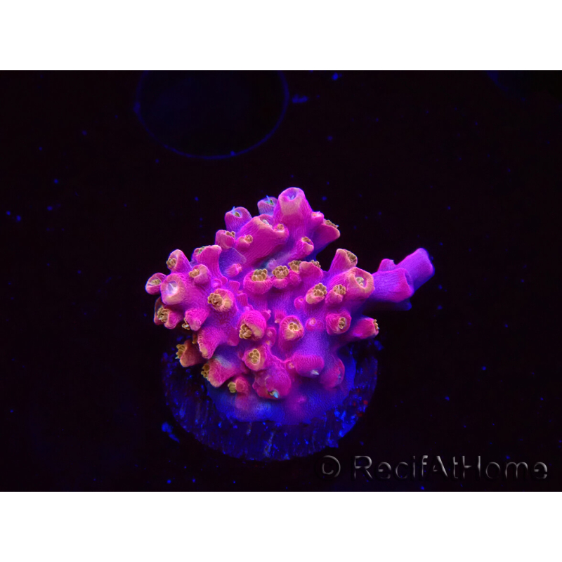 WYSIWYG RAH Acropora Stained Glass 5R6