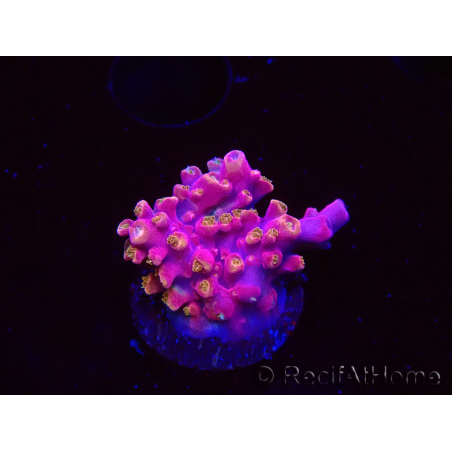 WYSIWYG RAH Acropora Stained Glass 5R6