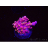 WYSIWYG RAH Acropora Stained Glass 5R6