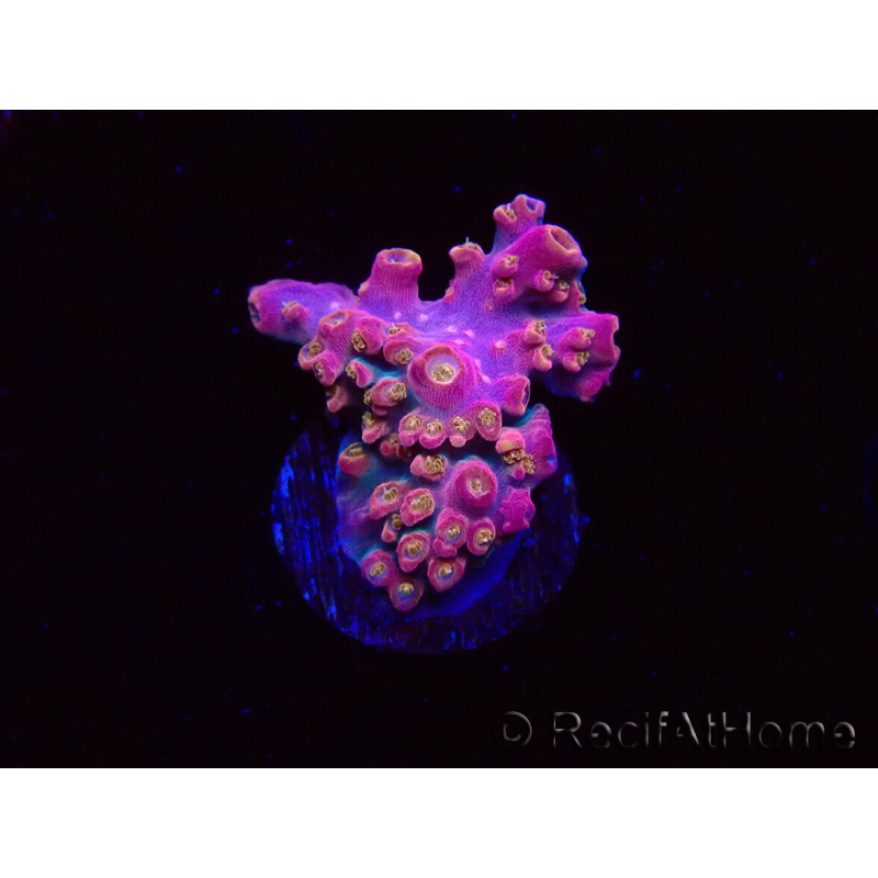 WYSIWYG RAH Acropora Stained Glass 5R