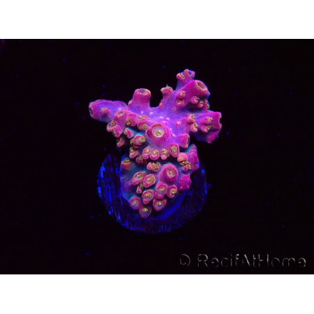 WYSIWYG RAH Acropora Stained Glass 5R