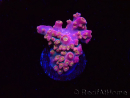 WYSIWYG RAH Acropora Stained Glass 5R7