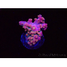 WYSIWYG RAH Acropora Stained Glass 5R7