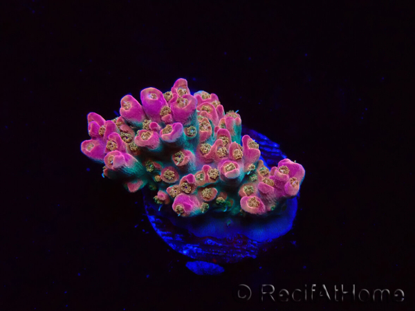 WYSIWYG RAH Acropora Stained Glass 5R