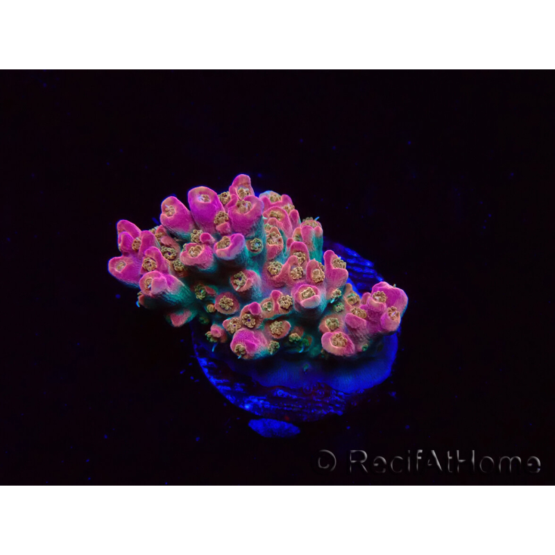 WYSIWYG RAH Acropora Stained Glass 5R