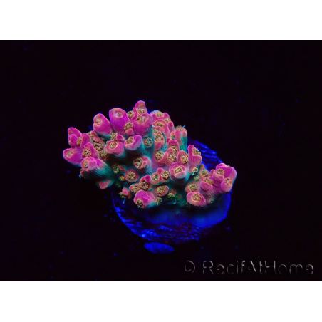 WYSIWYG RAH Acropora Stained Glass 5R