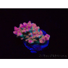 WYSIWYG RAH Acropora Stained Glass 5R8