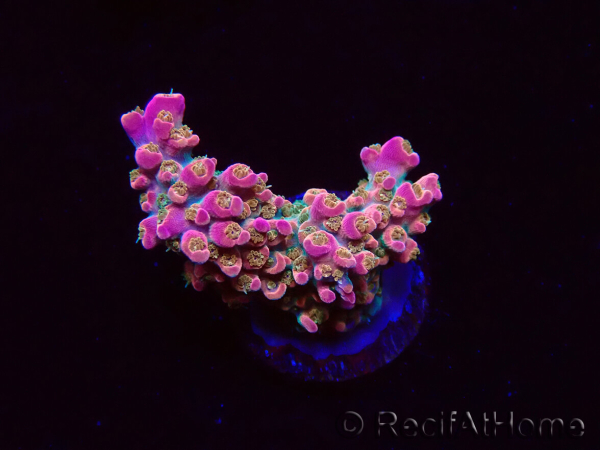WYSIWYG RAH Acropora Stained Glass 5R