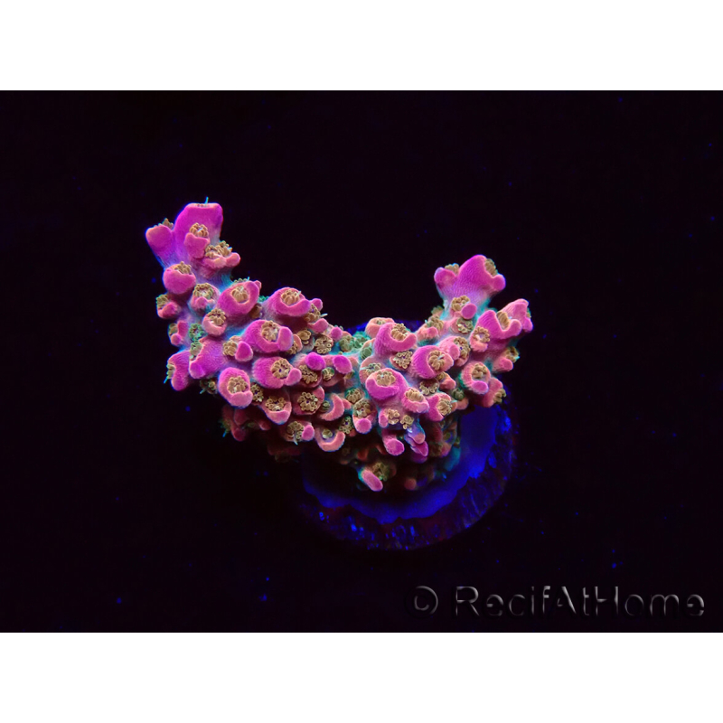 WYSIWYG RAH Acropora Stained Glass 5R9