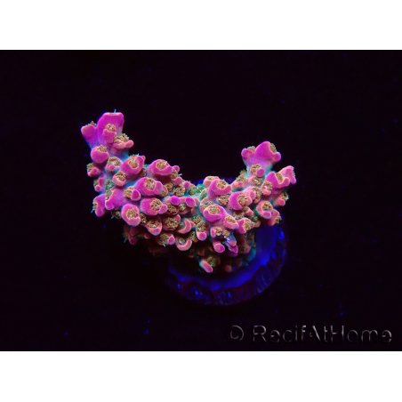 WYSIWYG RAH Acropora Stained Glass 5R9