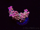 WYSIWYG RAH Acropora Stained Glass 5R9