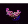WYSIWYG RAH Acropora Stained Glass 5R9
