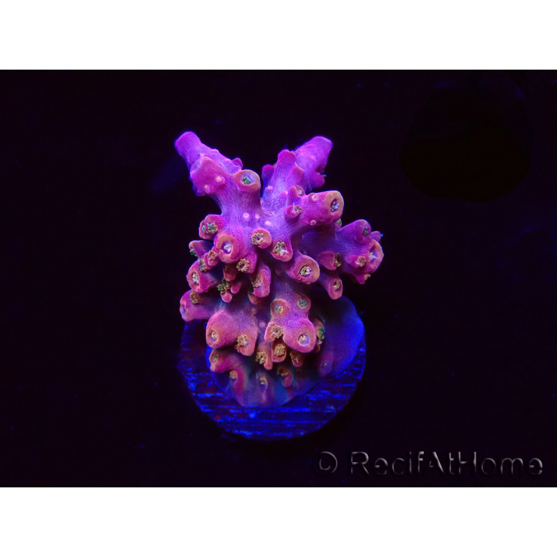 WYSIWYG RAH Acropora Stained Glass 5R