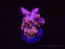 WYSIWYG RAH Acropora Stained Glass 5R10