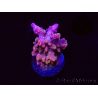 WYSIWYG RAH Acropora Stained Glass 5R10