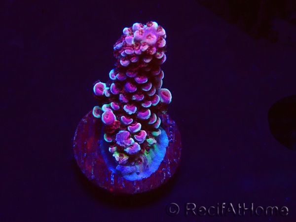WYSIWYG RAH Acropora Rainbow Staghorn