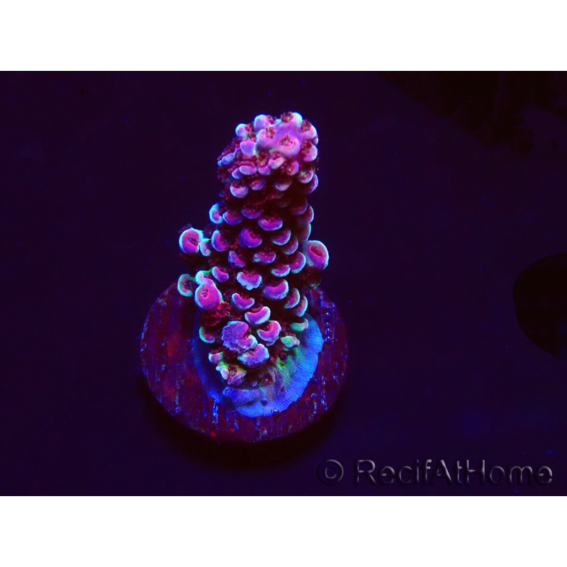WYSIWYG RAH Acropora Rainbow Staghorn