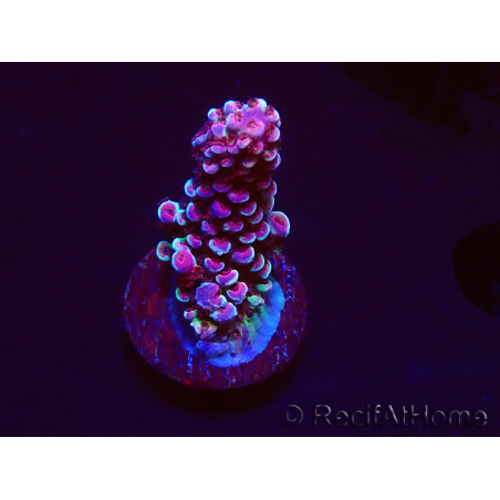 WYSIWYG RAH Acropora Rainbow Staghorn 5W6