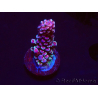 WYSIWYG RAH Acropora Rainbow Staghorn 5W6