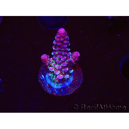 WYSIWYG RAH Acropora Rainbow Staghorn