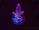 WYSIWYG RAH Acropora Rainbow Staghorn 5W7