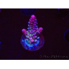 WYSIWYG RAH Acropora Rainbow Staghorn