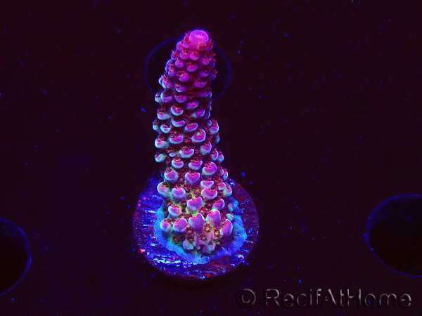 WYSIWYG RAH Acropora Rainbow Staghorn