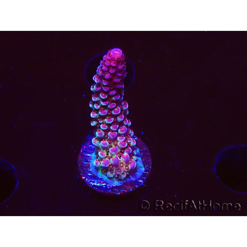 WYSIWYG RAH Acropora Rainbow Staghorn 5W8