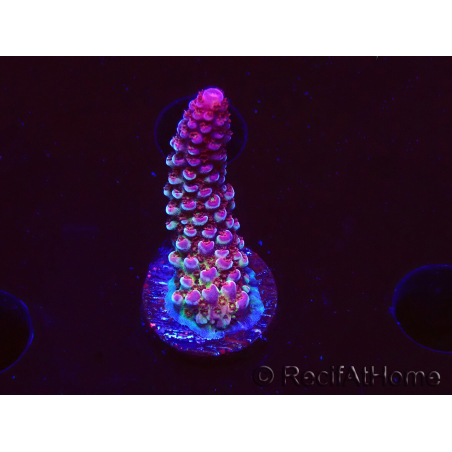WYSIWYG RAH Acropora Rainbow Staghorn 5W8