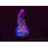 WYSIWYG RAH Acropora Rainbow Staghorn 5W8
