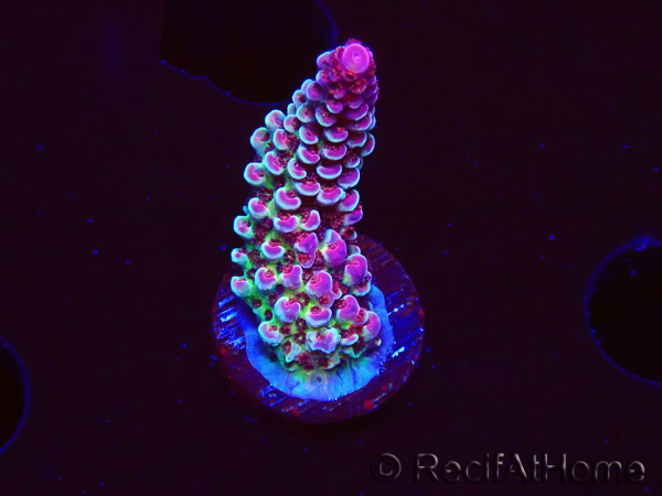WYSIWYG RAH Acropora Rainbow Staghorn 5W9