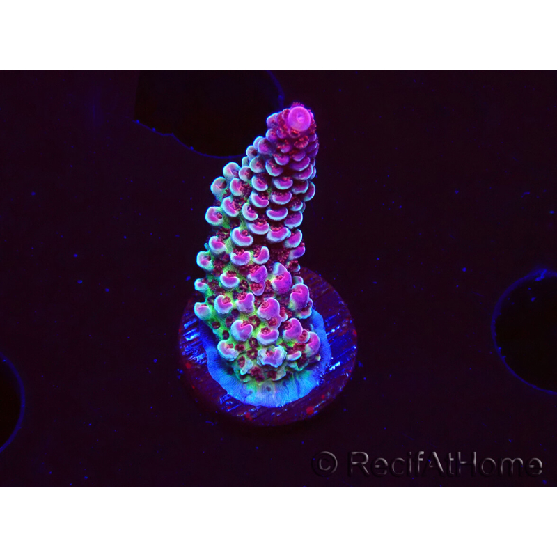 WYSIWYG RAH Acropora Rainbow Staghorn 5W9