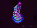 WYSIWYG RAH Acropora Rainbow Staghorn