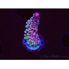 WYSIWYG RAH Acropora Rainbow Staghorn 5W9