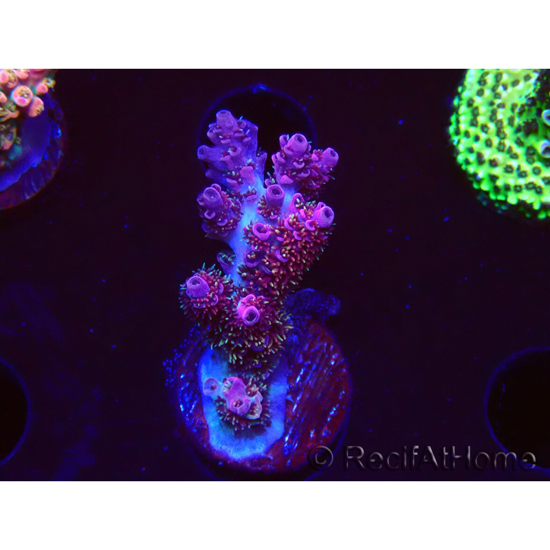 WYSIWYG RAH Acropora hyacinthus fireworks