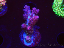 WYSIWYG RAH Acropora hyacinthus fireworks