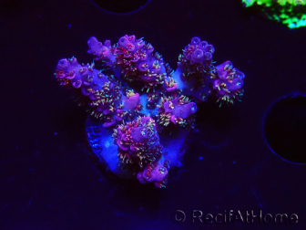 WYSIWYG RAH Acropora hyacinthus fireworks 5X2