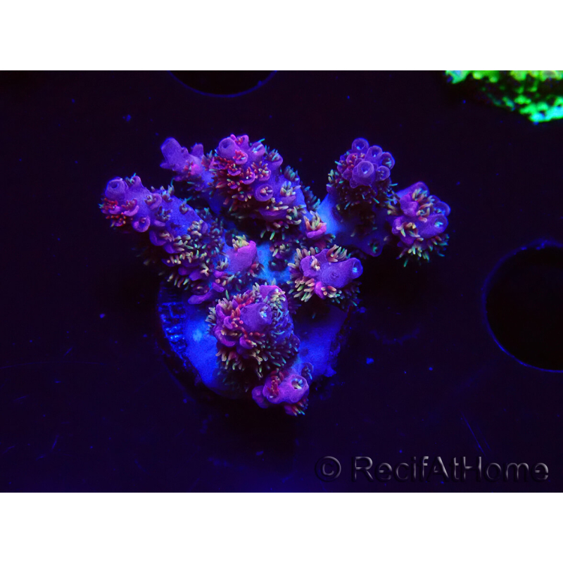 WYSIWYG RAH Acropora hyacinthus fireworks 5X2