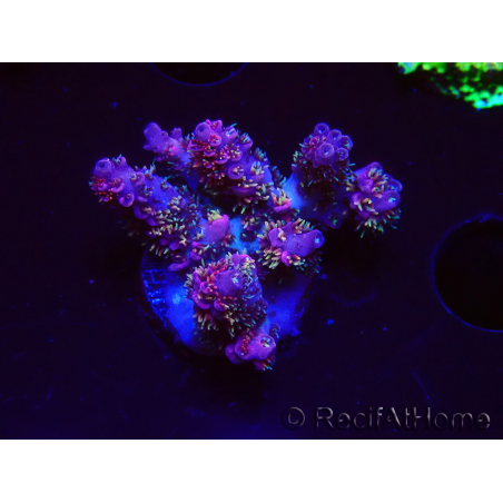 WYSIWYG RAH Acropora hyacinthus fireworks
