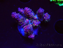 WYSIWYG RAH Acropora hyacinthus fireworks 5X2