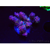 WYSIWYG RAH Acropora hyacinthus fireworks