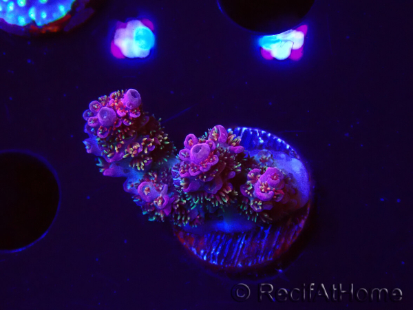 WYSIWYG RAH Acropora hyacinthus fireworks 5X3