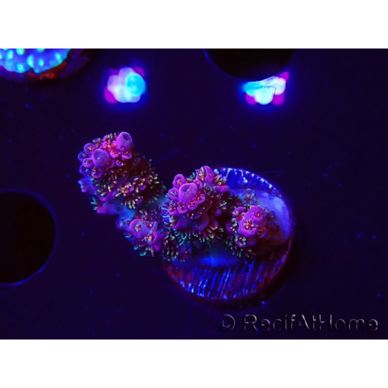 WYSIWYG RAH Acropora hyacinthus fireworks 5X3