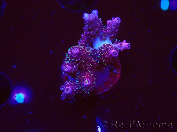 WYSIWYG RAH Acropora hyacinthus fireworks 5X4