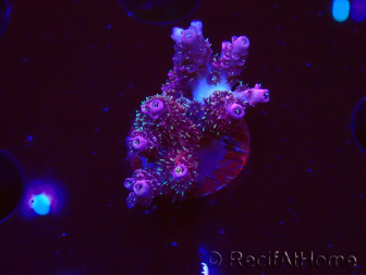 WYSIWYG RAH Acropora hyacinthus fireworks