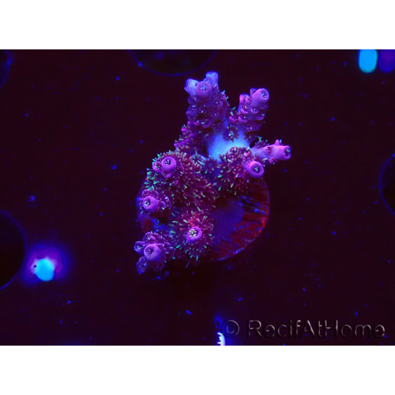 WYSIWYG RAH Acropora hyacinthus fireworks
