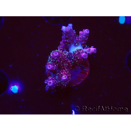 WYSIWYG RAH Acropora hyacinthus fireworks 5X4