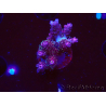 WYSIWYG RAH Acropora hyacinthus fireworks 5X4
