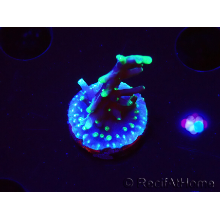 WYSIWYG RAH Acropora carduus Black Dragon 5Y9